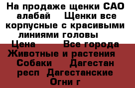 На продаже щенки САО (алабай ). Щенки все корпусные с красивыми линиями головы . › Цена ­ 30 - Все города Животные и растения » Собаки   . Дагестан респ.,Дагестанские Огни г.